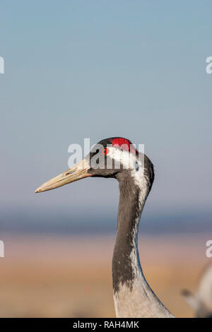 Gru (grus grus) con occhi rossi, uccello migratore, in una laguna nella regione di Teruel dove potranno trascorrere parte dell'inverno. Gallocanta, Spagna. Foto Stock