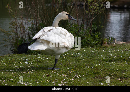 Trumpeter swan in piedi su una gamba Foto Stock