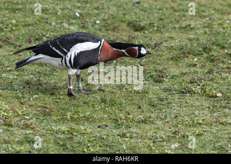 Harlequin duck stirando la sua testa Foto Stock