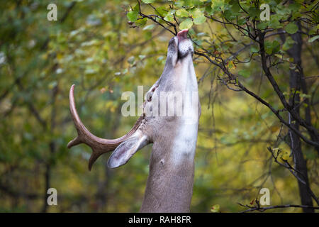 Buck di cervo dalla coda bianca (Odocoileus virginianus) nutrimento dell'arbusto di Saskatoon Berry (Amelanchier alnifolia) nella riserva naturale Foto Stock