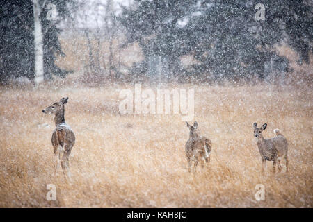Cervo dalla coda bianca con i suoi gemelli in un prato durante una tempesta di neve autunnale, Canada (Odocoileus virginianus) Foto Stock