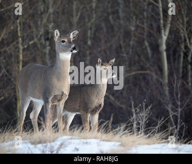 Cervo dalla coda bianca e cucciolo (Odocoileus virginianus) nel tardo autunno su Nose Hill, Calgary, Canada Foto Stock