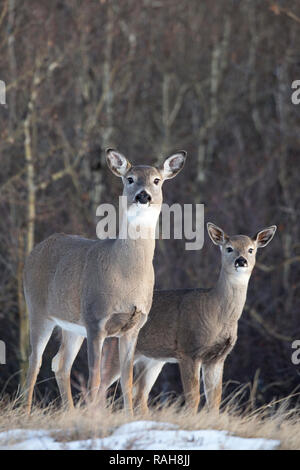 Cervo dalla coda bianca e cucciolo (Odocoileus virginianus) in un parco di aspen in autunno sulle praterie canadesi, Alberta Foto Stock