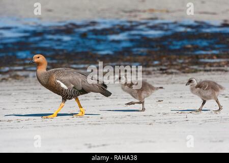 O montane Magellan Goose (Chloephaga picta), femmina con pulcini sulla riva, nuova isola, Isole Falkland, Sud America Foto Stock