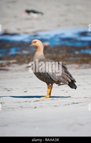 O montane Magellan Goose (Chloephaga picta), femmina, nuova isola, Isole Falkland, Sud America Foto Stock