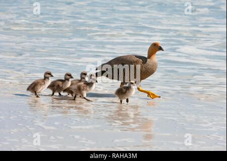 O montane Magellan Goose (Chloephaga picta), femmina con pulcini camminando sulla riva, Saunders Island, Isole Falkland Foto Stock