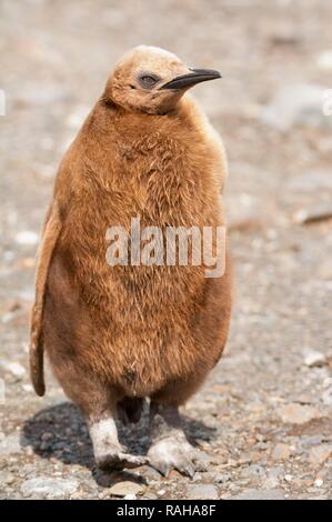 Re pinguino pulcino (Aptenodytes patagonicus), Fortuna Bay, Isola Georgia del Sud Foto Stock