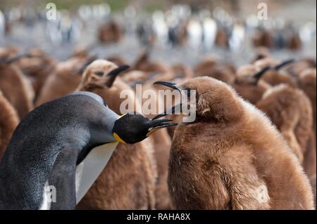 Pinguino reale (Aptenodytes patagonicus) alimentazione di un pulcino, Fortuna Bay, Isola Georgia del Sud Foto Stock