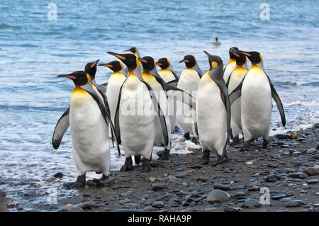 Gruppo di pinguini re (Aptenodytes patagonicus) passeggiare sulla riva, St Andrews Bay, Isola Georgia del Sud Foto Stock