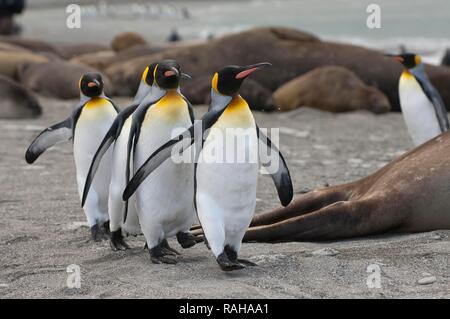 Gruppo di pinguini re (Aptenodytes patagonicus) passeggiare sulla riva, St Andrews Bay, Isola Georgia del Sud Foto Stock