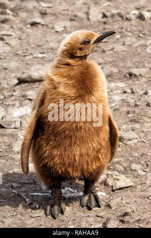 Re pinguino pulcino (Aptenodytes patagonicus), St Andrews Bay, Isola Georgia del Sud Foto Stock