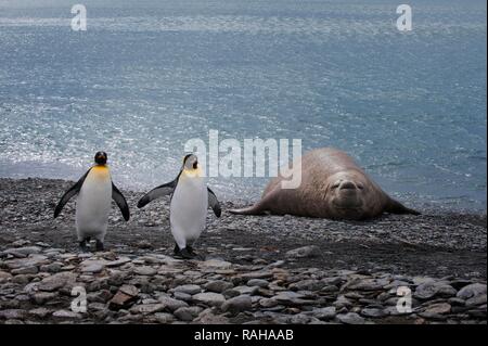 Re pinguini (Aptenodytes patagonicus) a piedi nella parte anteriore di un Elefante marino del sud (Mirounga leonina) giacente sulla riva Foto Stock