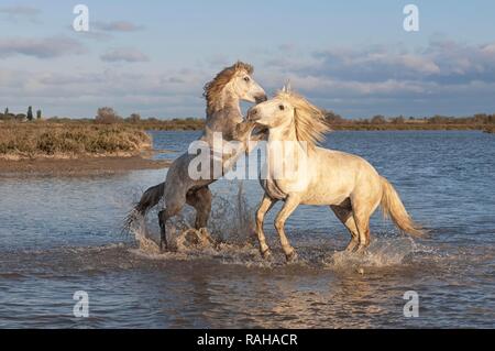 Cavalli Camargue, stalloni combattimenti nell'acqua, Bouches du Rhône, Francia, Europa Foto Stock