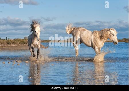 Cavalli Camargue, stalloni combattimenti nell'acqua, Bouches du Rhône, Francia, Europa Foto Stock