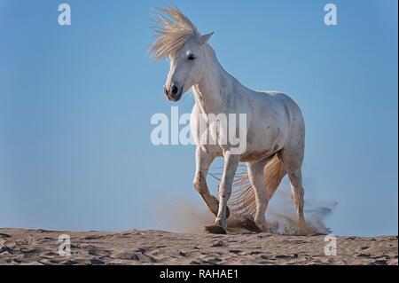 Camargue horse running sulla spiaggia, Bouches du Rhône, Francia, Europa Foto Stock