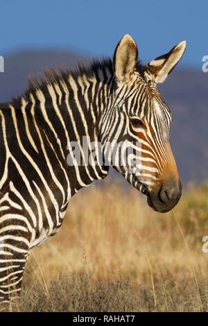 Cape mountain zebra (Equus zebra zebra), adulto, in piedi in un terreno erboso aperto, animale ritratto, Mountain Zebra National Park Foto Stock