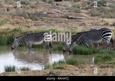 Capo zebre di montagna (Equus zebra zebra), tre adulti in acqua potabile, Mountain Zebra National Park, Capo orientale Foto Stock