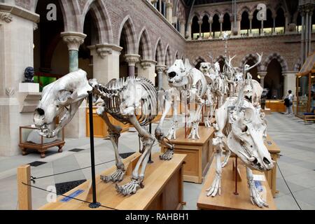 Oxford University Museo di Storia Naturale dell'Università di Oxford, Oxford, Oxfordshire, England, Regno Unito, Europa Foto Stock