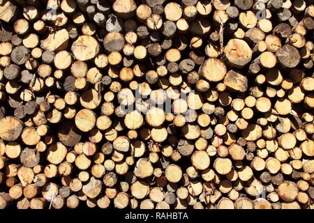 Palo di legno, taglio di alberi, tronchi di alberi ammucchiati nei boschi in attesa di essere prelevato per ulteriore elaborazione, silvicoltura, Spitzingsee Foto Stock