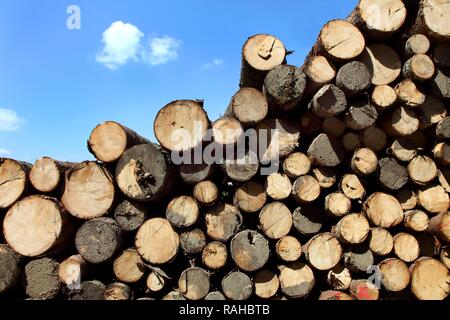 Palo di legno, taglio di alberi, tronchi di alberi ammucchiati nei boschi in attesa di essere prelevato per ulteriore elaborazione, silvicoltura, Spitzingsee Foto Stock