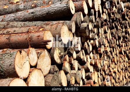 Palo di legno, taglio di alberi, tronchi di alberi ammucchiati nei boschi in attesa di essere prelevato per ulteriore elaborazione, silvicoltura, Spitzingsee Foto Stock