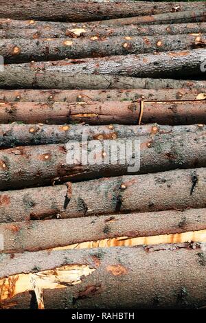 Palo di legno, taglio di alberi, tronchi di alberi ammucchiati nei boschi in attesa di essere prelevato per ulteriore elaborazione, silvicoltura, Spitzingsee Foto Stock