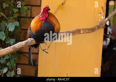 Un grasso rooster attende circa Foto Stock