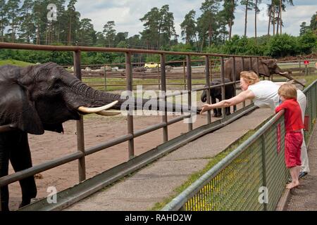 Donna stroking bush Africano o savana elefante africano (Loxodonta africana africana), toccando tronco, parco Serengeti di Hodenhagen Foto Stock