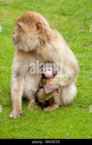 Barbary macaque (Macaca sylvanus) con giovani, parco Serengeti di Hodenhagen, Bassa Sassonia Foto Stock