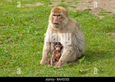 Barbary macaque (Macaca sylvanus) con giovani, parco Serengeti di Hodenhagen, Bassa Sassonia Foto Stock