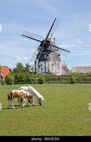 Cavallo con il puledro pascolando nella parte anteriore di un mulino a vento, Dorf Mecklenburg, villaggio, Meclemburgo-Pomerania Occidentale Foto Stock