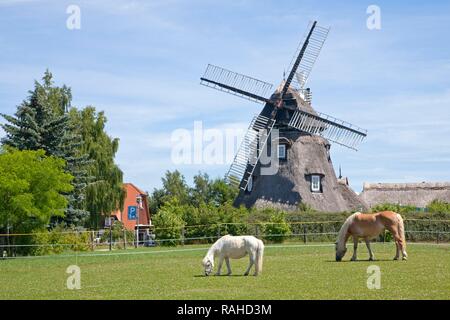 Cavallo con il puledro pascolando nella parte anteriore di un mulino a vento, Dorf Mecklenburg, villaggio, Meclemburgo-Pomerania Occidentale Foto Stock