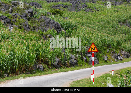 Il mais crescente lungo la stretta stradina di montagna, Ha Giang Loop, Ha Giang Provincia, Vietnam Asia Foto Stock