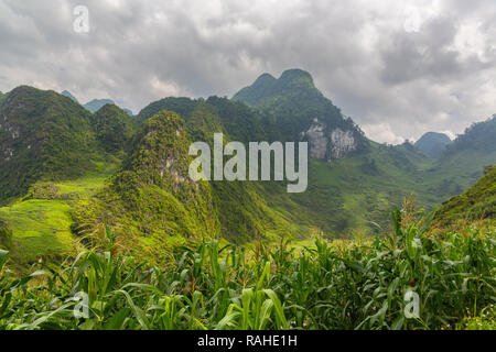 Il vietnamita montagne verdi circondati da campi di mais. Ha Giang Loop, Ha Giang Provincia, Vietnam Asia Foto Stock