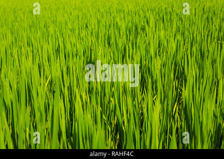 Vicino la foto di un tortino di riso, Ha Giang Loop, Ha Giang Provincia, Dong Van, Vietnam Asia Foto Stock