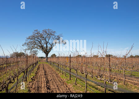 Lone California quercia in inverno in California centrale vigna vicino a Santa Barbara in California negli Stati Uniti Foto Stock