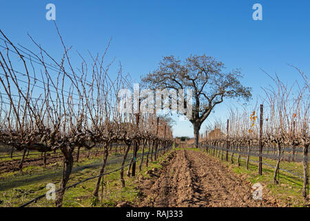 Lone California quercia in inverno in California centrale vigna vicino a Santa Barbara in California negli Stati Uniti Foto Stock