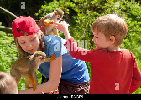 I bambini con comuni scimmie scoiattolo (Saimiri sciureus), Serengeti Park Zoo e parco divertimenti, Hodenhagen, Bassa Sassonia Foto Stock