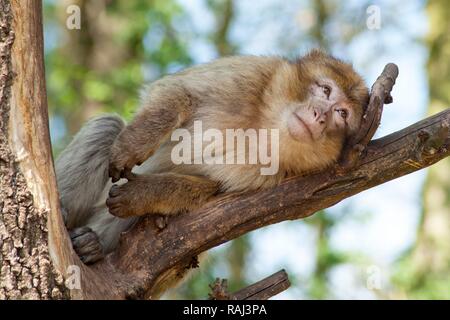 Macaque (Macaca Sylvana), Serengeti Park Zoo e parco divertimenti, Hodenhagen, Bassa Sassonia Foto Stock