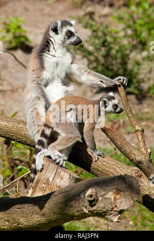 Anello-tailed lemuri (Lemur catta), adulti e giovani, Serengeti Park Zoo e parco divertimenti, Hodenhagen, Bassa Sassonia Foto Stock