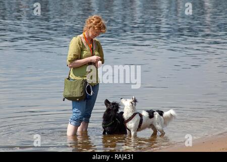 Donna con due cani in acqua sulla spiaggia del fiume Elba, Amburgo Foto Stock