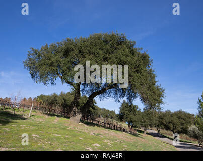 Lone California quercia in inverno in California centrale vigna vicino a Santa Barbara in California negli Stati Uniti Foto Stock