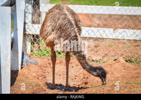 L'Uem passeggiate mangiare in fattoria / Uem o struzzo grande uccello in gabbia Zoo nel santuario della fauna selvatica - Comune wild bird emu (Dromaius novaehollandiae) Foto Stock