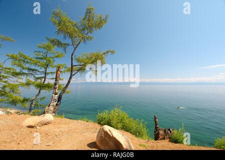 Albero dei Desideri, insediamento di Listvyanka, il lago Baikal, Regione di Irkutsk, Siberia, Federazione Russa, Eurasia Foto Stock