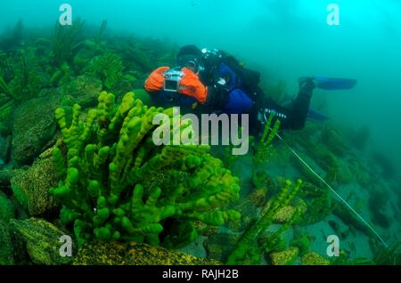 Subacqueo e Demosponge (Lubomirskia baicalensis), il lago Baikal, isola di Olkhon, Siberia, Russia Foto Stock