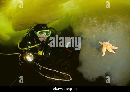 Subacqueo e comune Starfish (Asterias rubens), ice-diving, Mare Bianco, Carelia, nella Russia settentrionale, Arctic Foto Stock