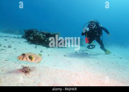 Subacqueo e White-spotted puffer (Arothron hispidus), Mar Rosso, Egitto, Africa Foto Stock