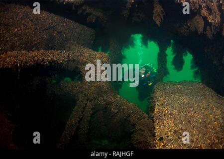 Diver al naufragio della ruota austriaco steamship 'Durnstein', Odessa, Mar Nero, Ucraina, Europa orientale Foto Stock