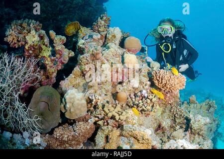 Sommozzatore guardando una murena gigante (Gymnothorax javanicus), Mar Rosso, Egitto, Africa Foto Stock