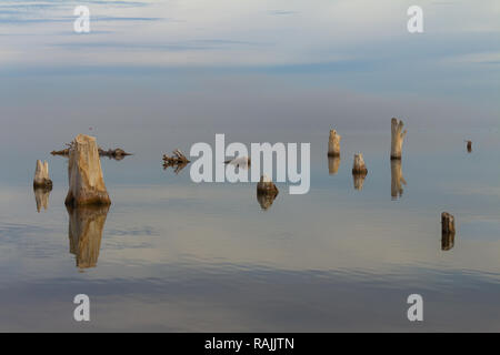 Alberi a secco nella città di Epecuen. Cielo e acqua sono confusi all'orizzonte. Lago di sale che ha causato inondazioni devastanti. Foto Stock
